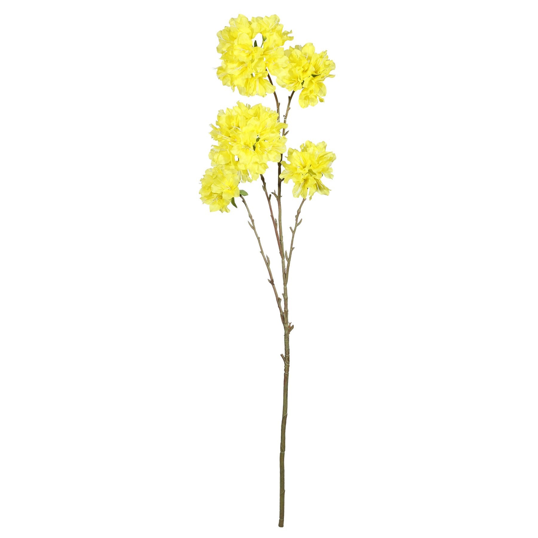 Discover the Tabebuia Trumpet Tree (115cm) at Bristow Direct