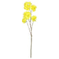 Discover the Tabebuia Trumpet Tree (115cm) at Bristow Direct