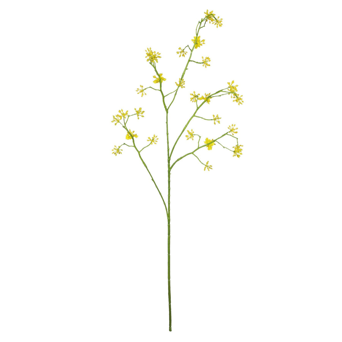 Discover the Cornus Mas Tree Flower Yellow (75cm) at Bristow Direct