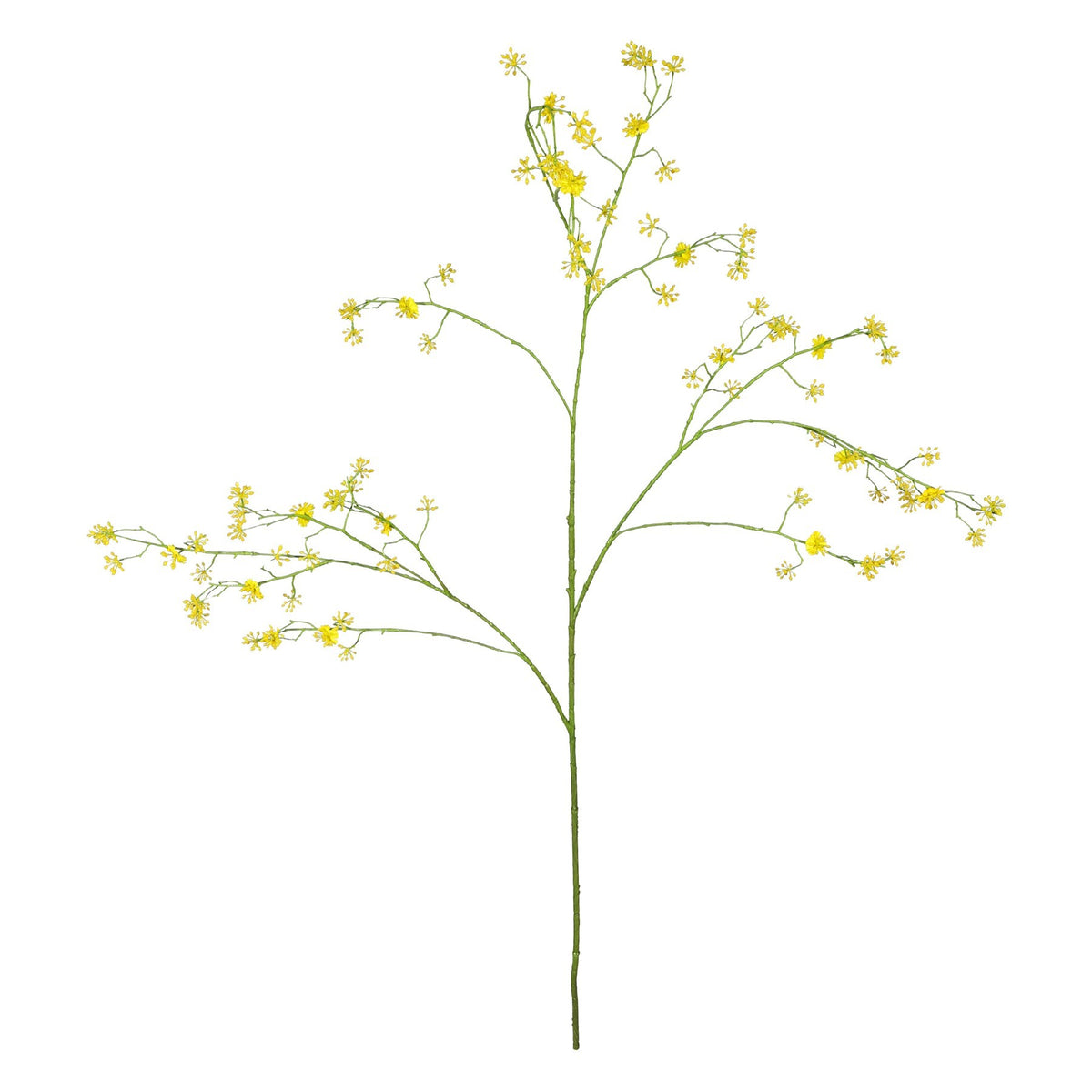 Discover the Yellow Cornus Mas Tree Flower (123cm) at Bristow Direct