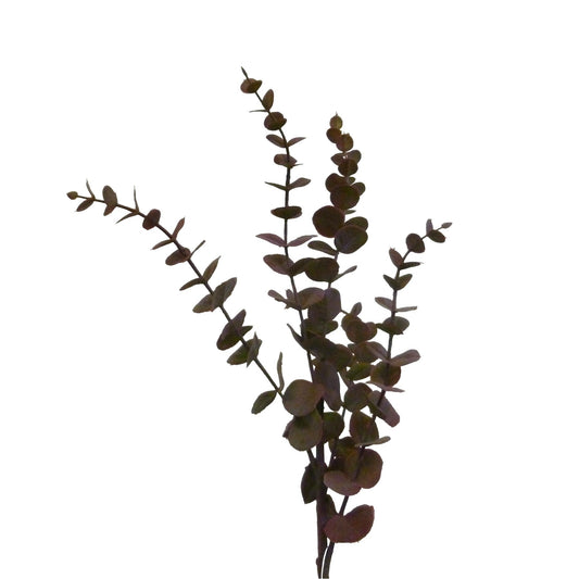 Discover the Purple Jade Eucalyptus (75cm) at Bristow Direct
