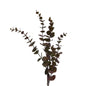 Purple Jade Eucalyptus (75cm)
