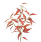Red Leaf Spray