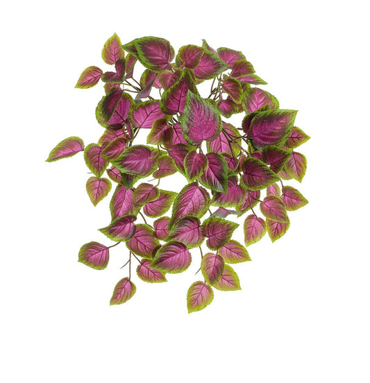 Discover the UV Pink Green Coleus Bush (54cm) at Bristow Direct