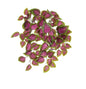 UV Pink/Green Coleus Bush (54cm)