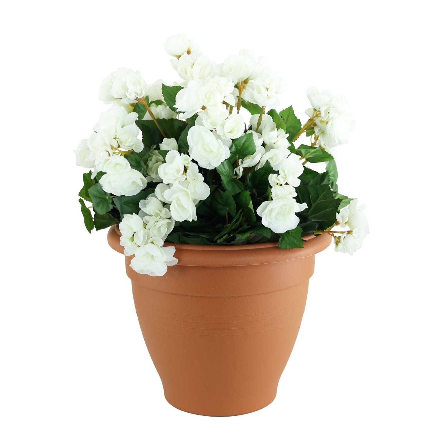 White Begonia Patio Planter