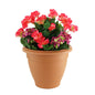 Pink Begonias &amp; Hydrangeas Patio Planter