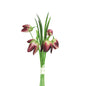 Burgundy Fritillaria Bunch (20cm)