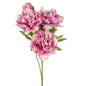 Discover the Dark Pink Flora Peony Bush (42cm) at Bristow Direct