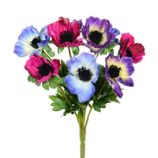 Multicoloured Anemone Bush