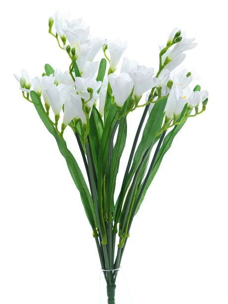 Discover the Cream Freesia Bush (12 Stems) at Bristow Direct