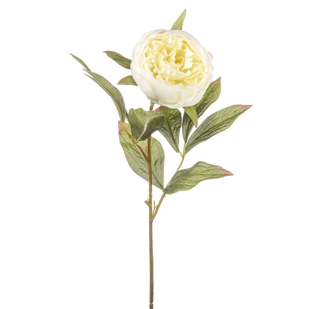 Ivory Dawn Peony