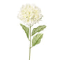 Ivory Dawn Hydrangea
