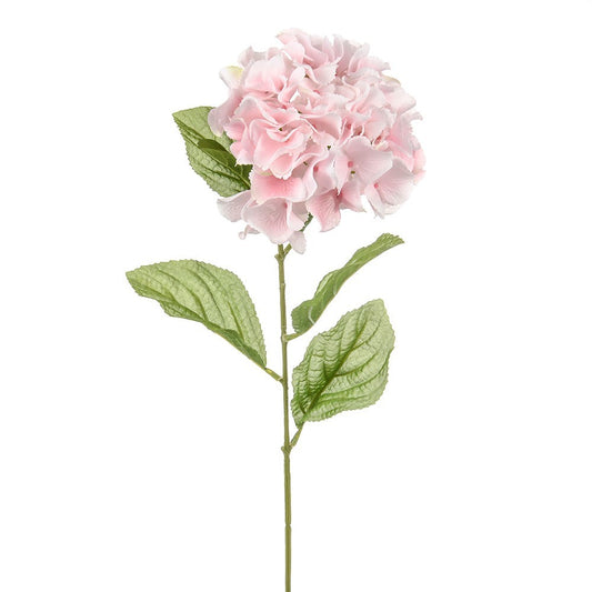 Pink Dawn Hydrangea