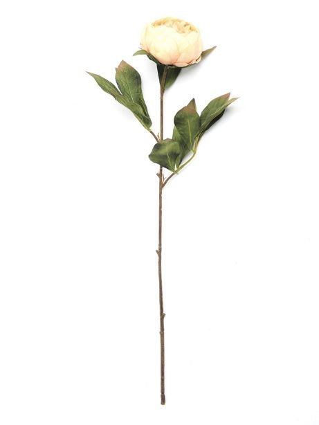 Discover the Antique Peach Eternity Peony Stem (60cm) at Bristow Direct