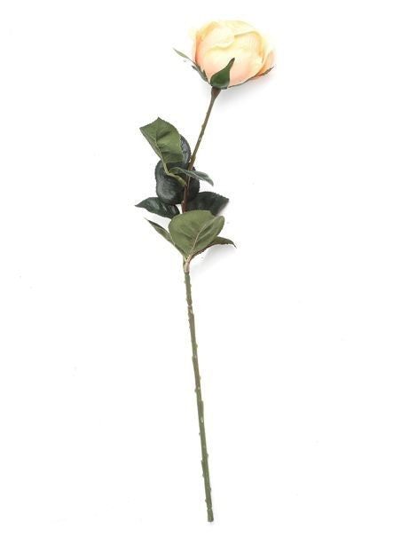 Discover the Antique Peach Eternity Rose Stem (60cm) at Bristow Direct