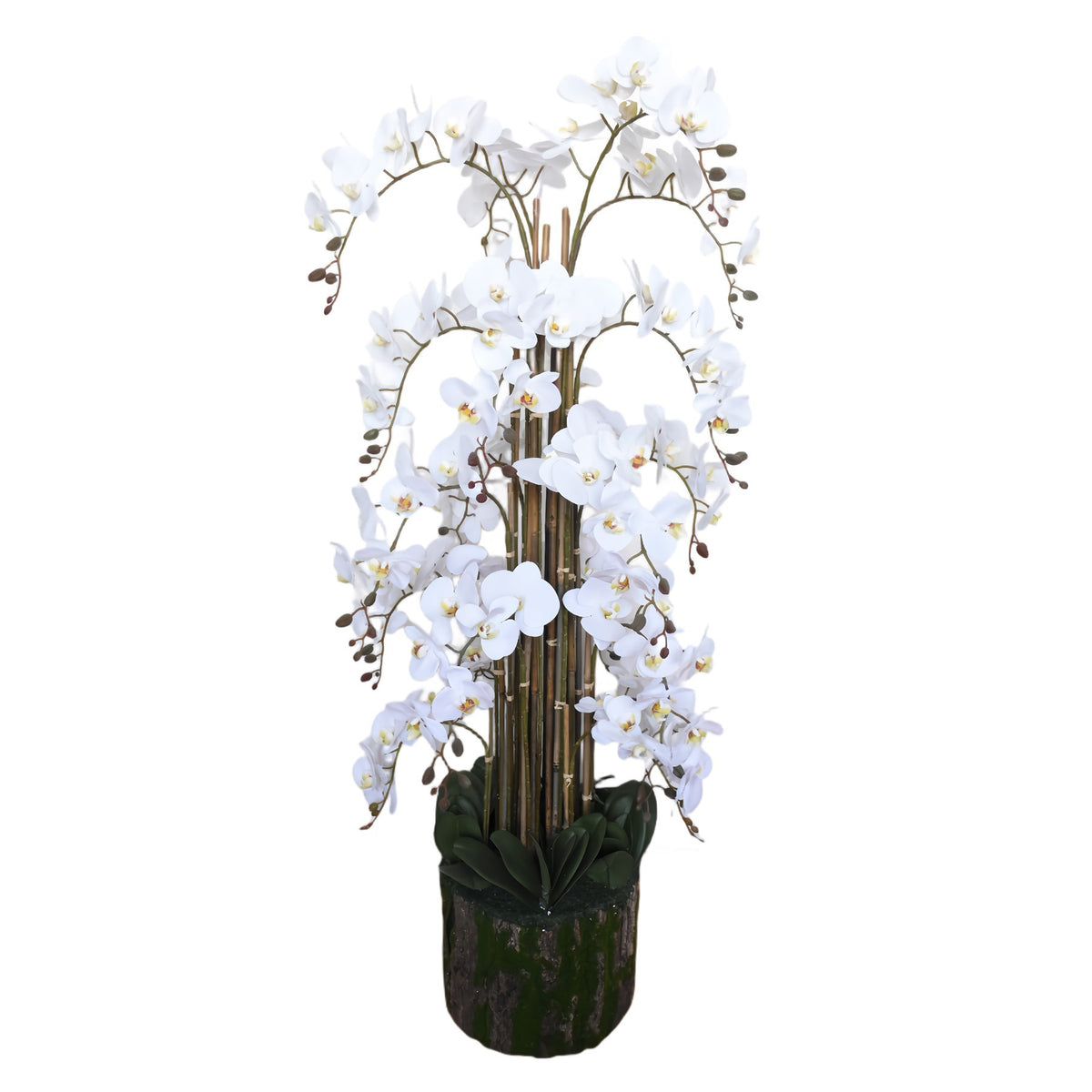 Discover the White Orchid Plant (150cm) at Bristow Direct