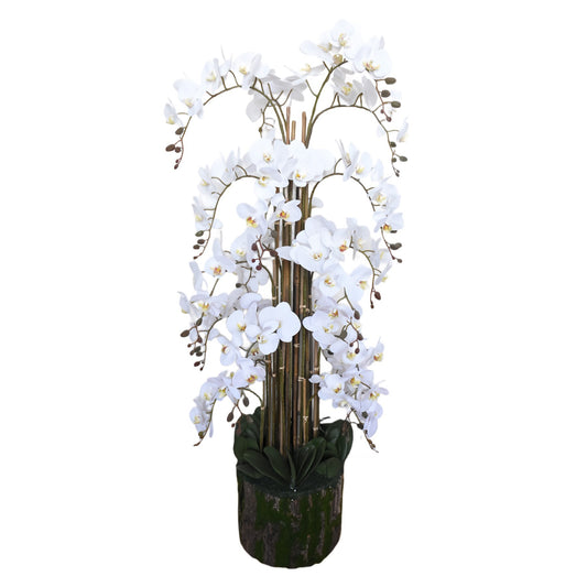 Discover the White Orchid Plant (150cm) at Bristow Direct