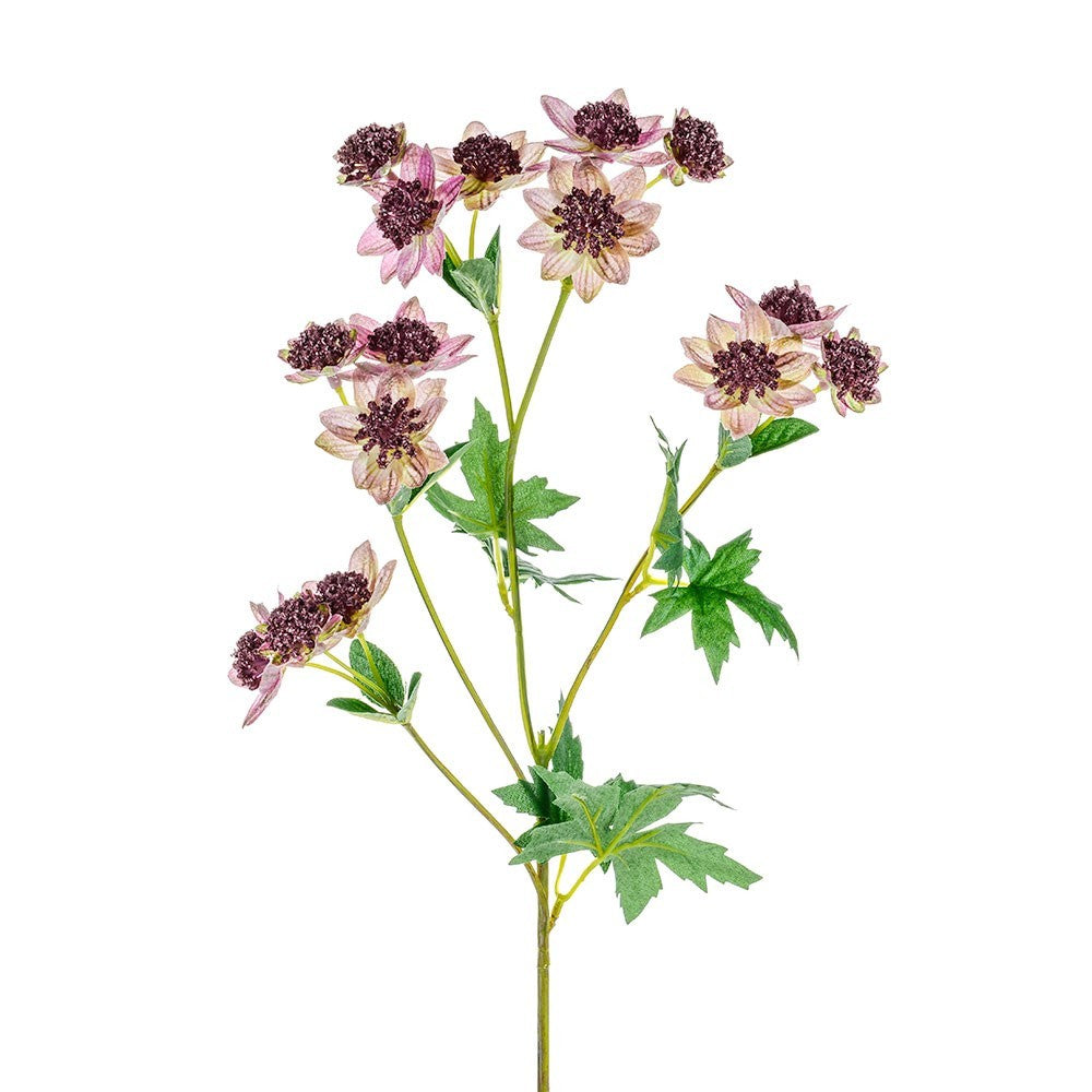 Discover the Pink Meadow Astrantia (66cm) at Bristow Direct