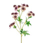 Discover the Pink Meadow Astrantia (66cm) at Bristow Direct