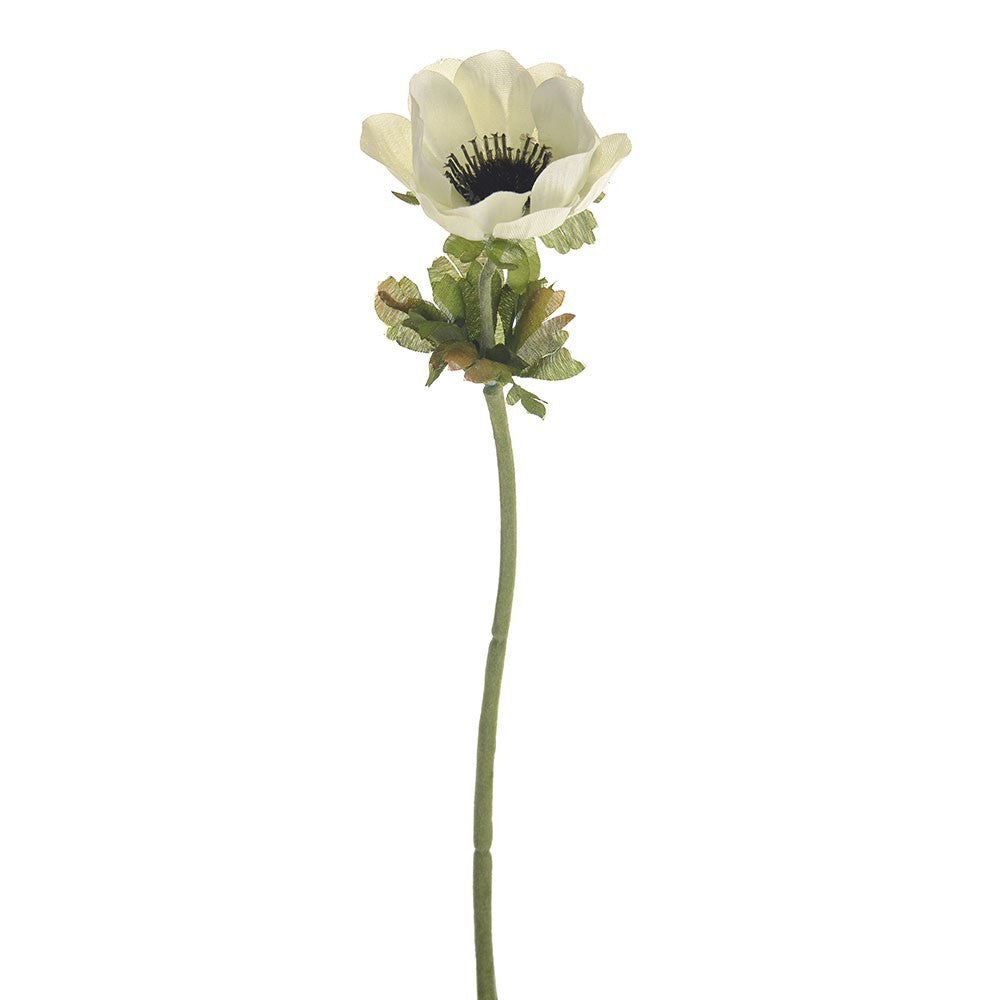 Discover the Cream Anemone Single Stem (35cm) at Bristow Direct