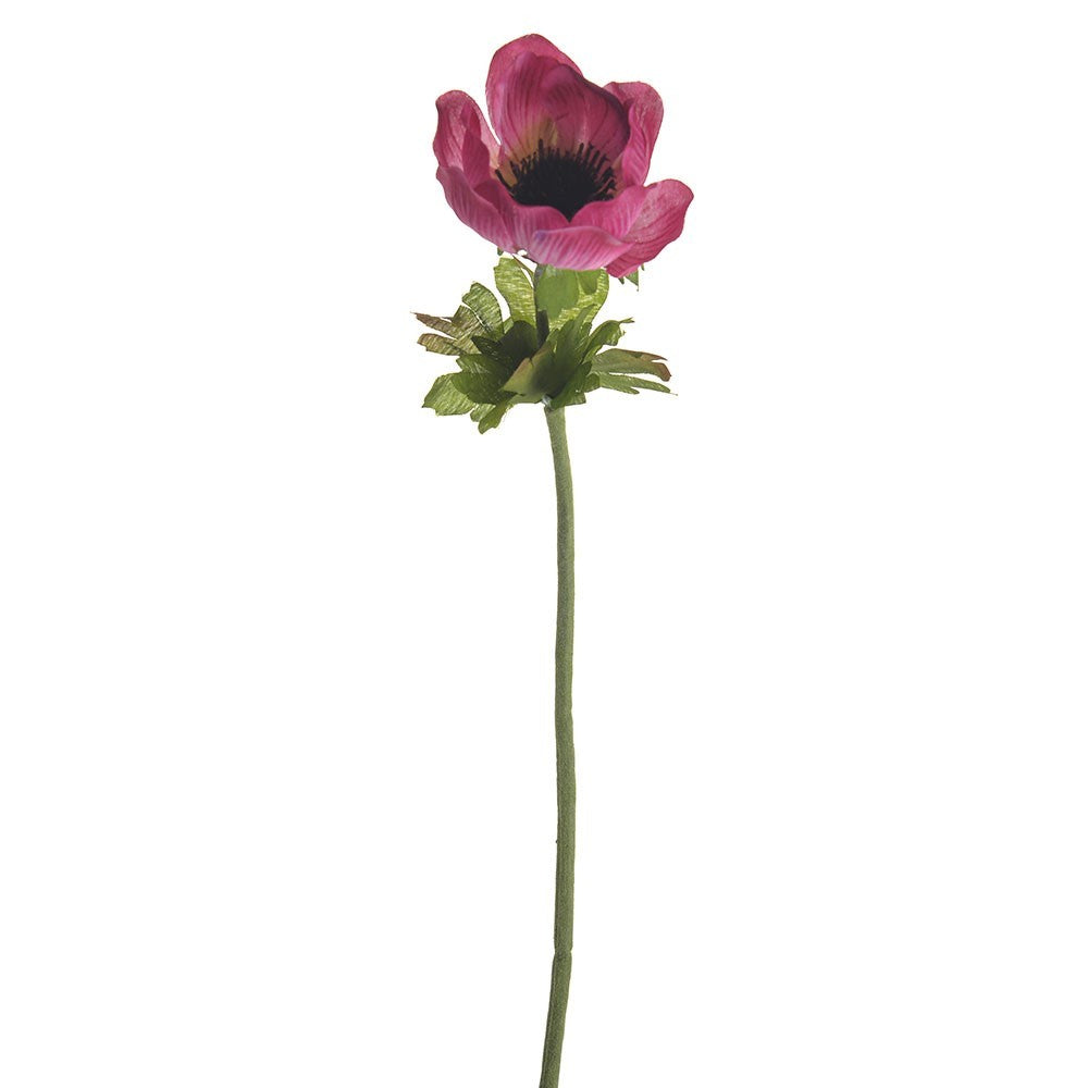 Discover the Pink Anemone Single Stem (35cm) at Bristow Direct