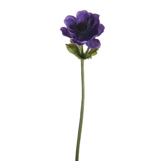 Discover the Dark Purple Anemone Single Stem (35cm) at Bristow Direct