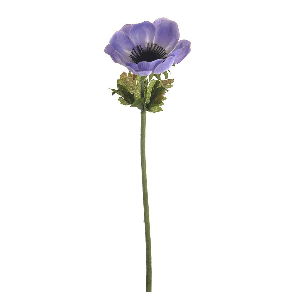 Discover the Light Purple Anemone Single Stem (35cm) at Bristow Direct