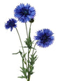 Blue Cornflower Spray