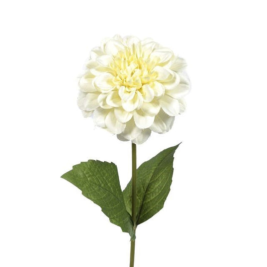 Cream Zinnia