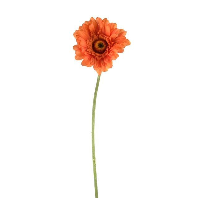 Orange Gerbera