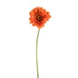 Orange Gerbera