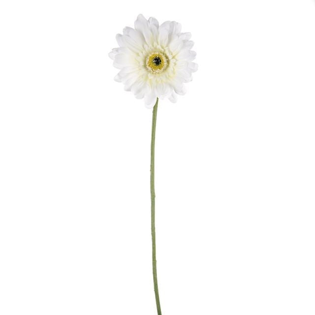 White Gerbera