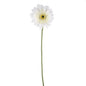 White Gerbera