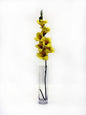 Yellow Gladiola