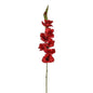 Red Gladiola
