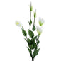 Ivory Lisianthus Spray