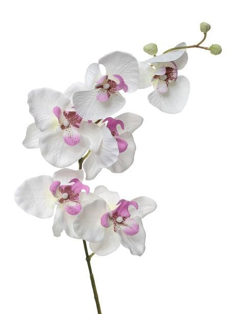 Discover the White Pink Orchid Stem (76cm) at Bristow Direct