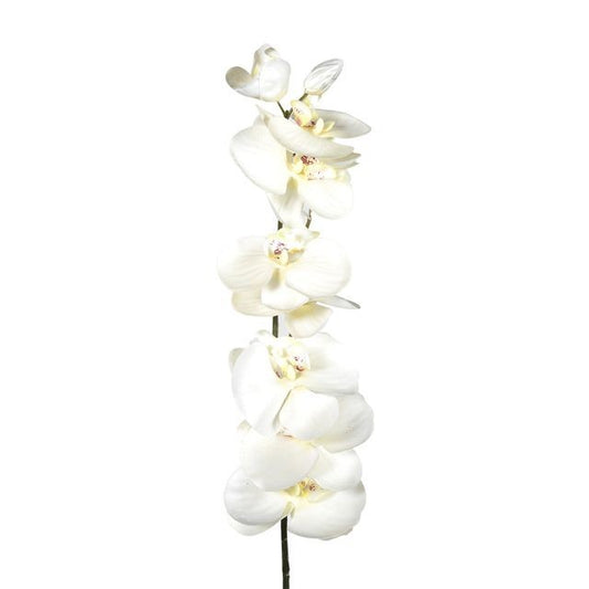 Discover the Cream Eternity Orchid at Bristow Direct