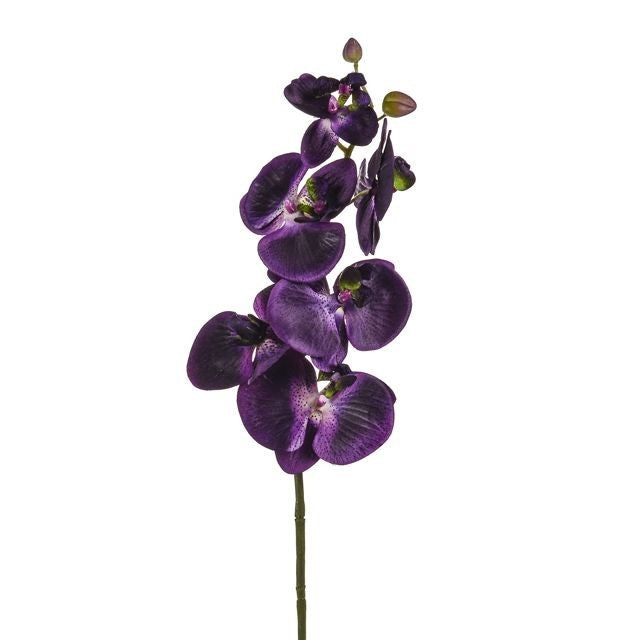 Discover the Purple Orchid Phalaenopsis (75cm) at Bristow Direct