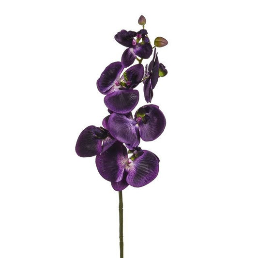 Discover the Purple Orchid Phalaenopsis (75cm) at Bristow Direct