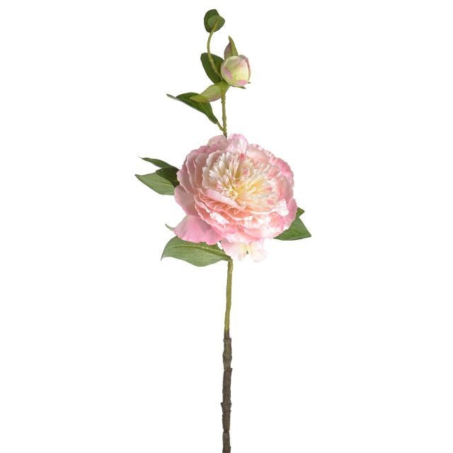 Discover the Soft Pink Peony Stem (60cm) at Bristow Direct