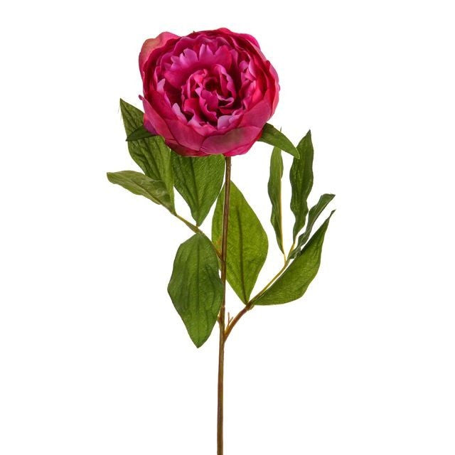 Pink Two Tone Peony