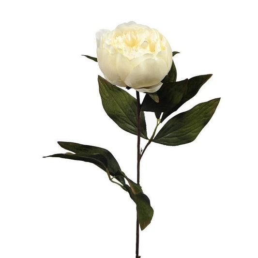 Cream Eternity Peony