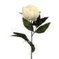 Cream Eternity Peony