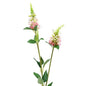Pale Pink Physostegia Spray