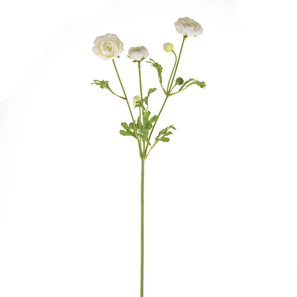 Cream Fiesta Ranunculus