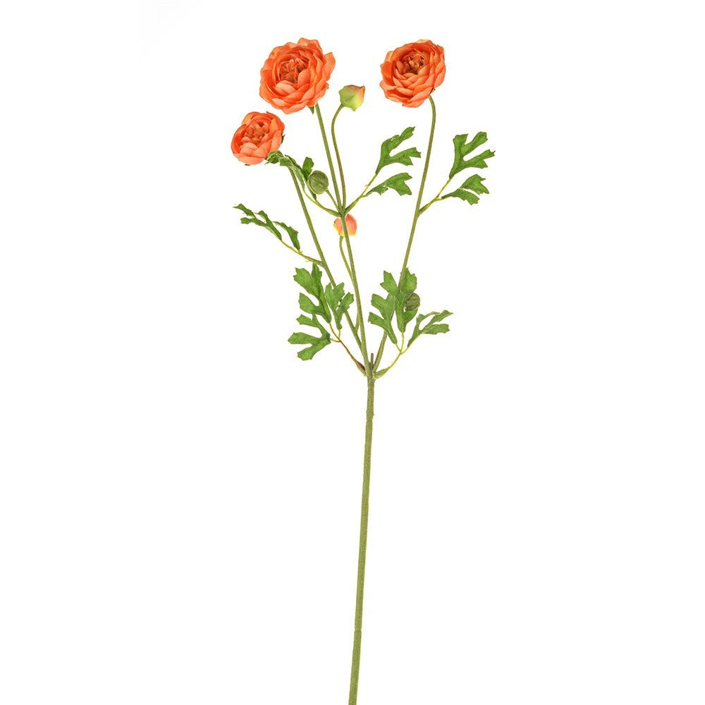 Orange Fiesta Ranunculus