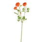 Orange Fiesta Ranunculus