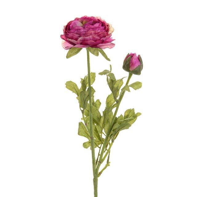 Discover the Ranunculus Purple at Bristow Direct